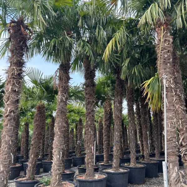 Trachycarpus fortunei (Palma - Visoka žumara)