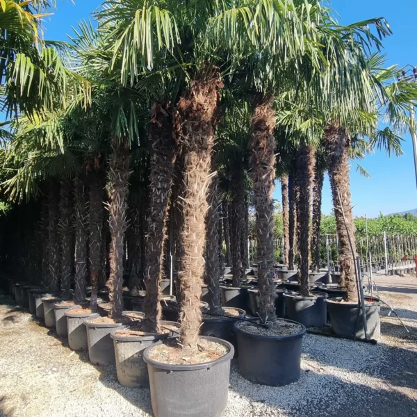 Trachycarpus fortunei (Palma - Visoka žumara)