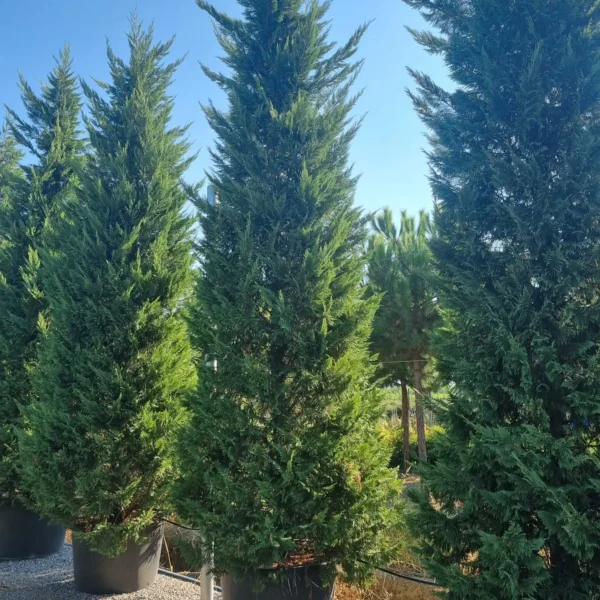 Cupressocyparis leylandii (Lejlandova cipresa)