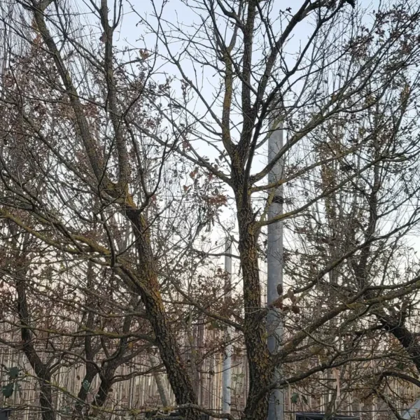 Quercus pubescens (Puhasti hrast)