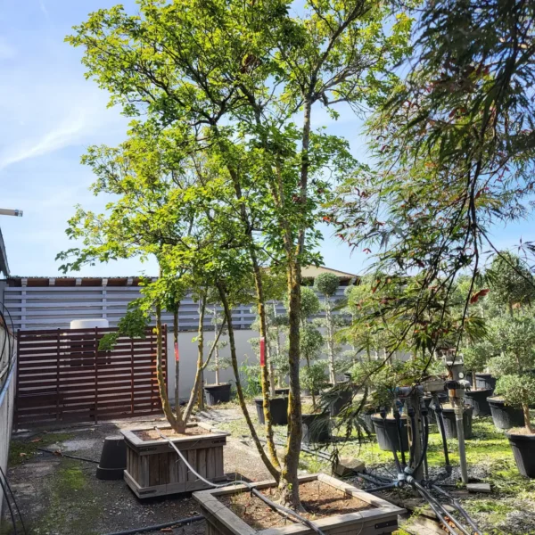 Acer buergerianum (Trizobi javor)