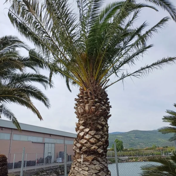 Phoenix canariensis (Kanarska palma)