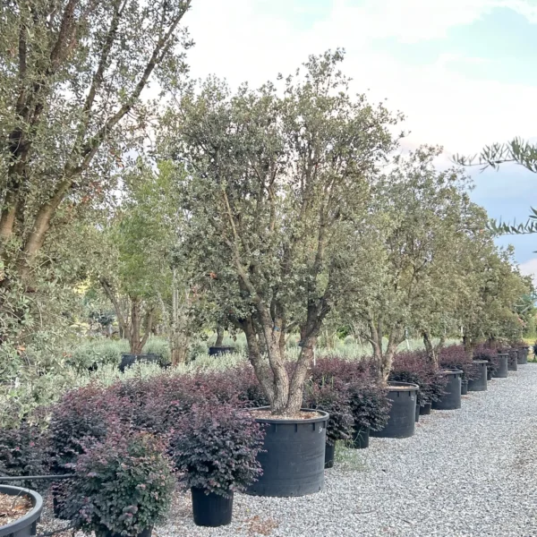Quercus ilex ‘Rotundifolia’ – zimzeleni hrast | EXTRA soliter | sredozemska arhitekturna moč