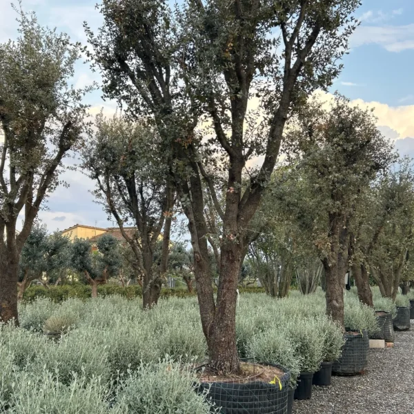 Quercus ilex ‘Rotundifolia’ – zimzeleni hrast | EXTRA soliter | sredozemska arhitekturna moč