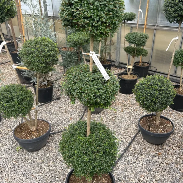 Ligustrum delavayanum (Kitajski liguster na stebru)