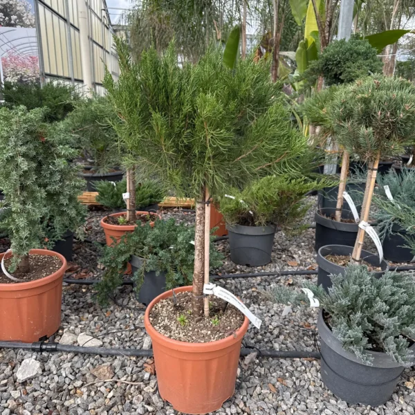 Juniperus chin. Mint Julep