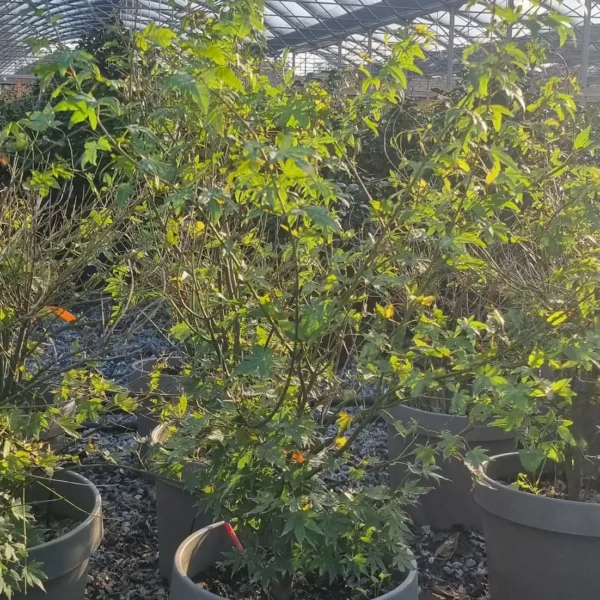 Acer palmatum 'Orange Dream' (Pahljačasti javor)