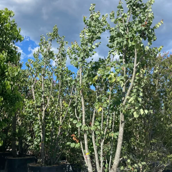 Cercis siliquastrum (Judeževo drevo/Nav.jadikovec)