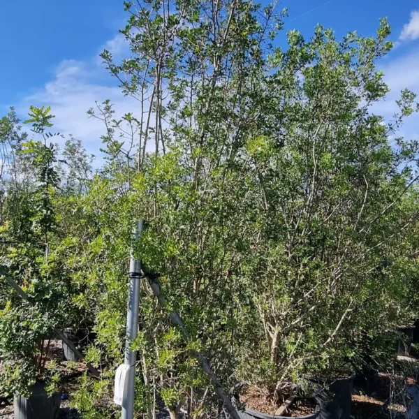 Pistacia lentiscus – mastikovec | zimzelena sredozemska posebnost