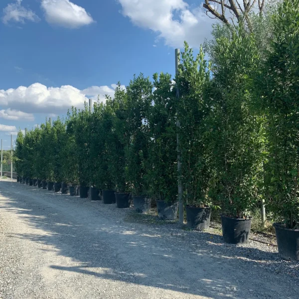 Laurus nobilis (Navadni lovor)