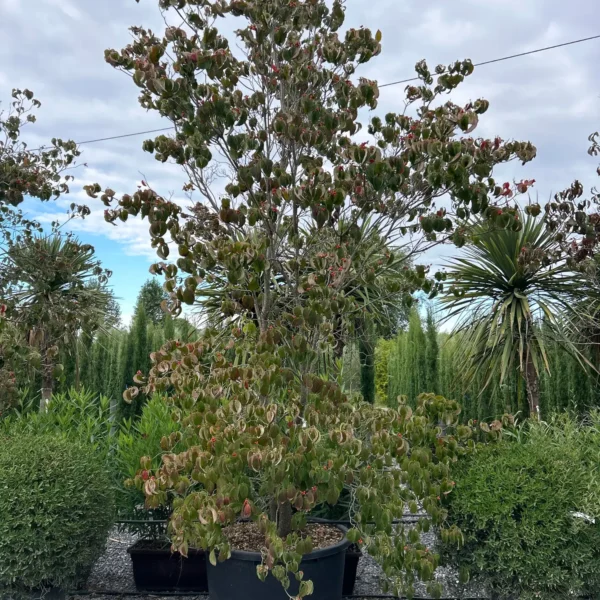 Cornus florida (Ameriški dren cvetnik)