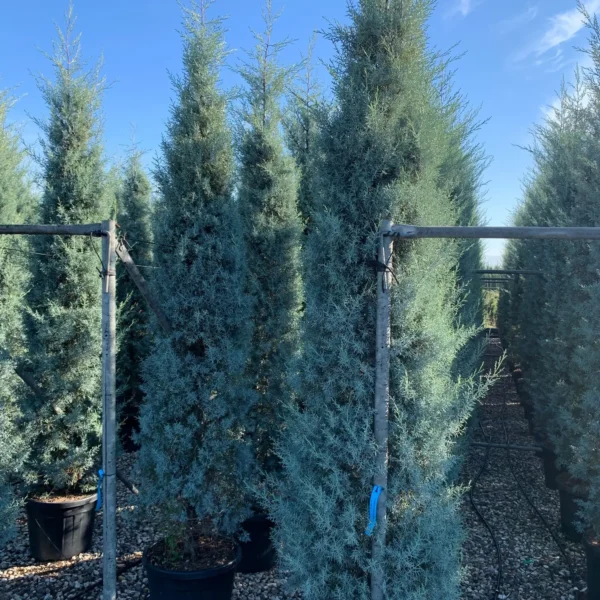 Cupressus arizonica 'Fastigiata' (Arizonska cipresa - POMPONS)