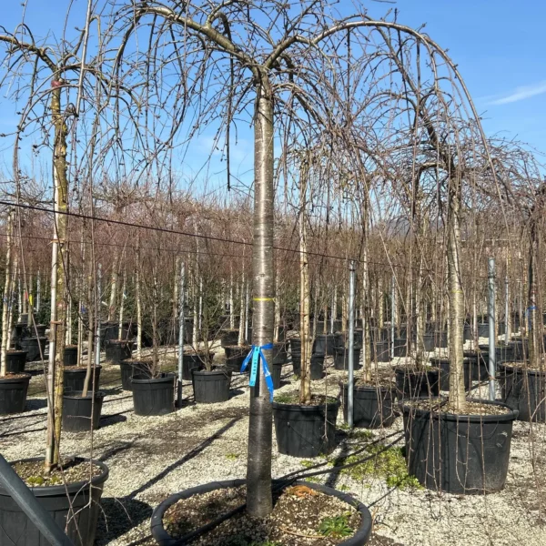 Prunus subhirtella ‘Snow Fountains’ – povešava japonska češnja | EXTRA soliter