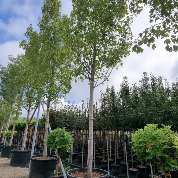 Acer x freemanii 'Armstrong' (Javor)