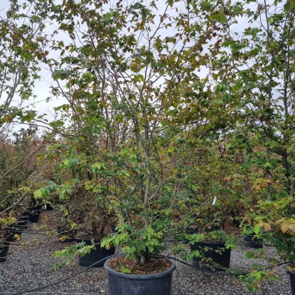 Parrotia persica (Parocija/Perzijska bukev)