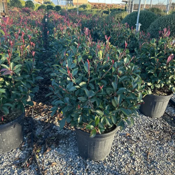 Photinia serrulata 'Red Robin' (Fotinija)