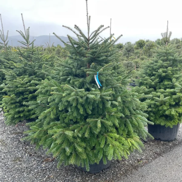 Abies nordmanniana (Kavkaška jelka)