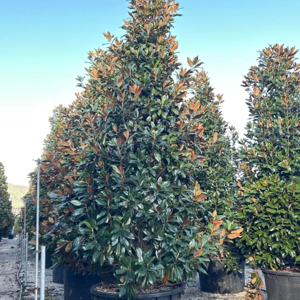 Magnolia grandiflora ‘Galissonniensis’ – EXTRA | limited availability (Velecvetna magnolija)