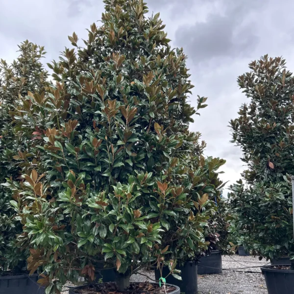 Magnolia grandiflora ‘Galissonniensis’ – EXTRA | limited availability (Velecvetna magnolija)