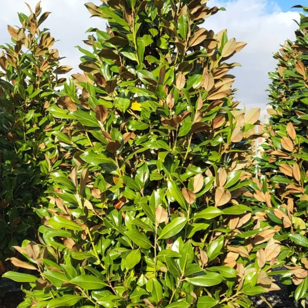 Magnolia grandiflora ‘Galissonniensis’ – EXTRA | limited availability (Velecvetna magnolija)