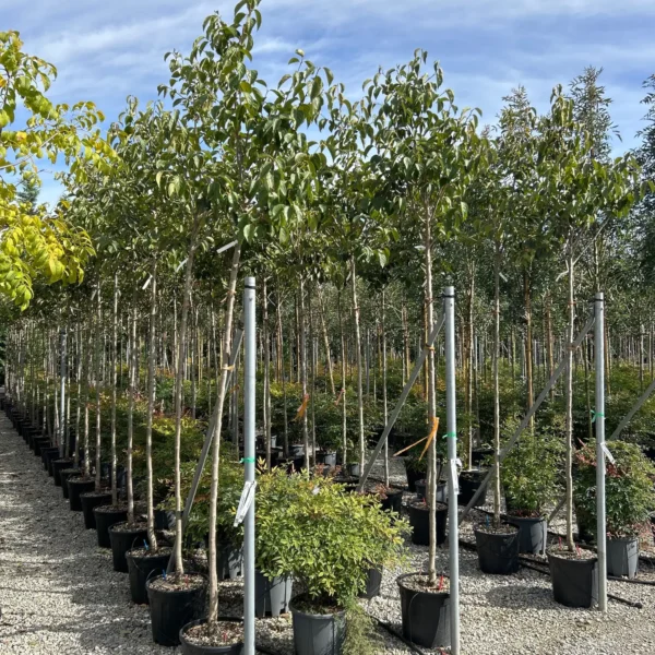 Diospyros 'Muscat' (Kaki/Rajsko jabolko)