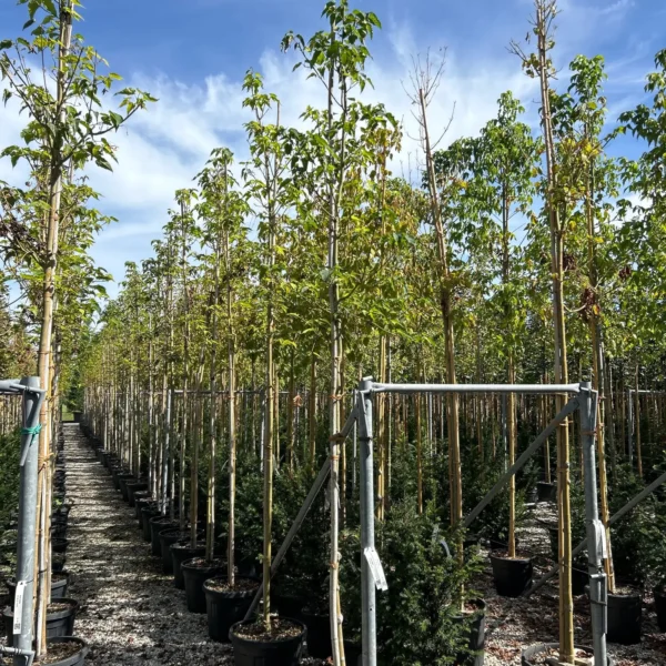 Acer davidii (Davidov javor)