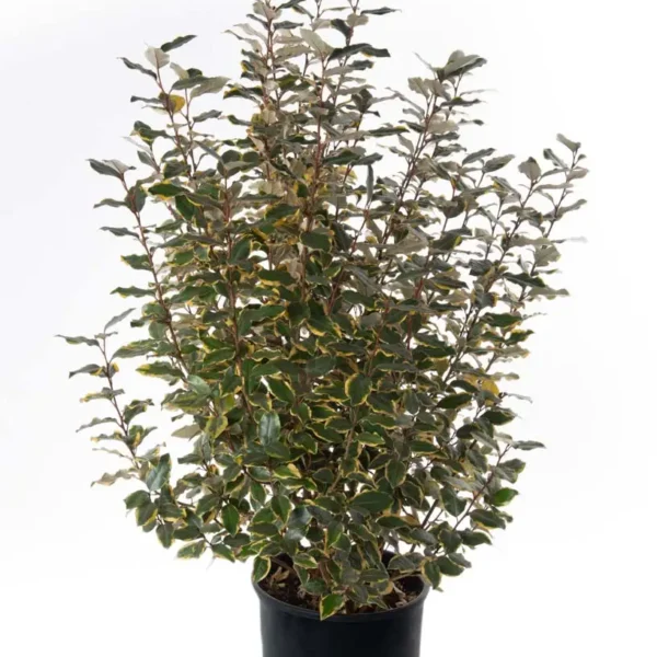 Elaeagnus ebbingei 'Viveleg' (Navadni oman Marela)