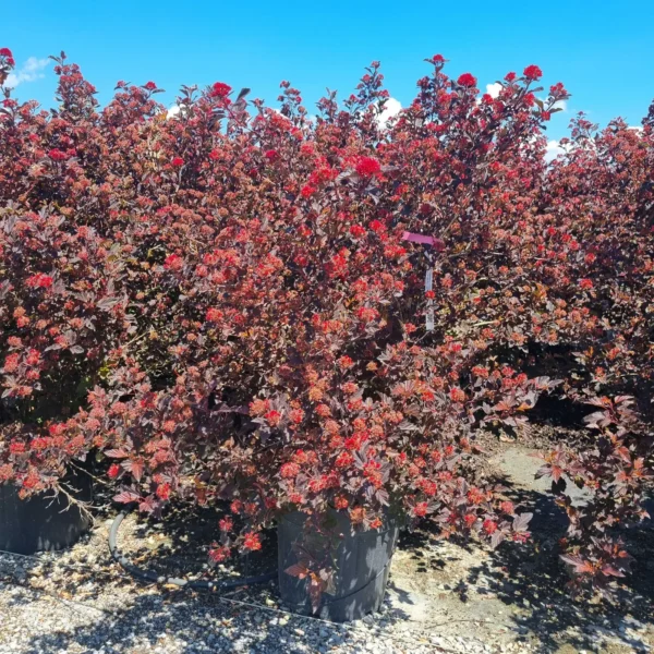 Physocarpus opulifolius 'Diabolo' (Kalinolistni pokalec)