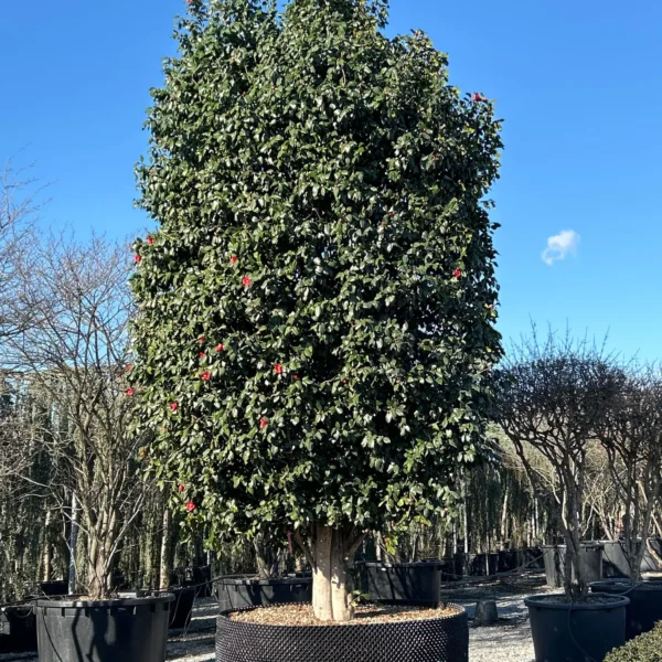 Camellia japonica ‘Rosso’ – EXTRA | kolekcijski soliter