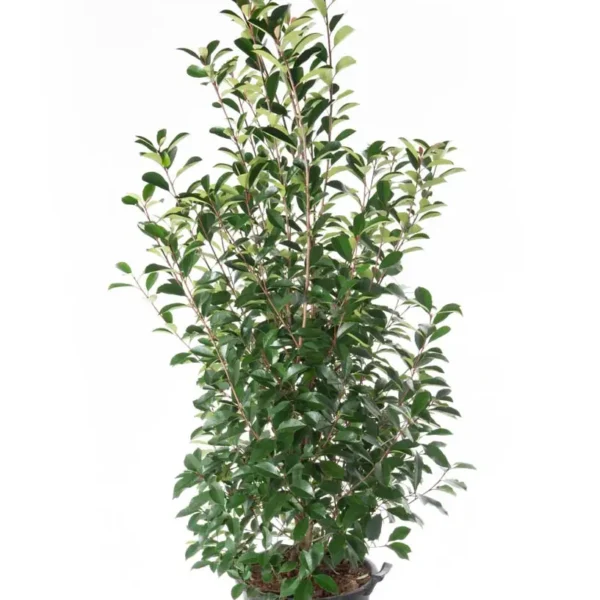 Photinia serrulata 'Red Robin' (Fotinija)