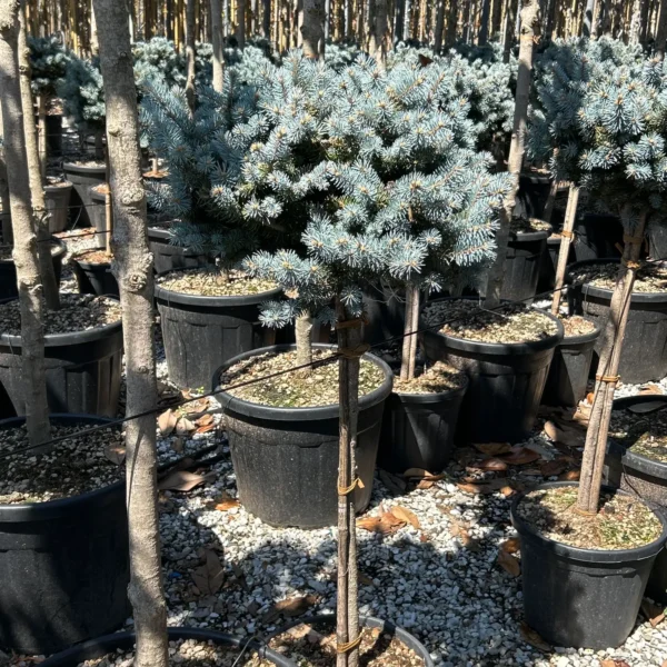 Picea pungens 'Glauca Globosa' (Gnezdasta srebrna smreka)