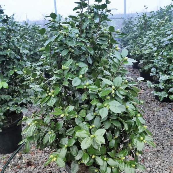 Camellia japonica ‘Rosso’ – EXTRA | kolekcijski soliter