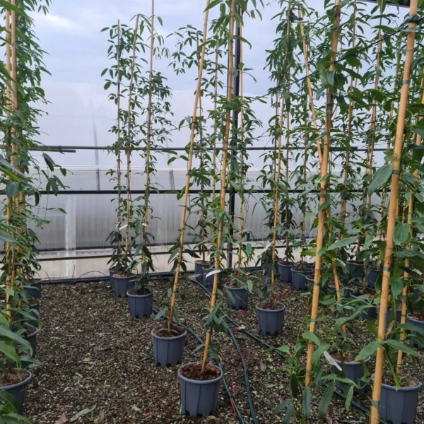 Clematis armandii (Zimzeleni klematis/Srobot)