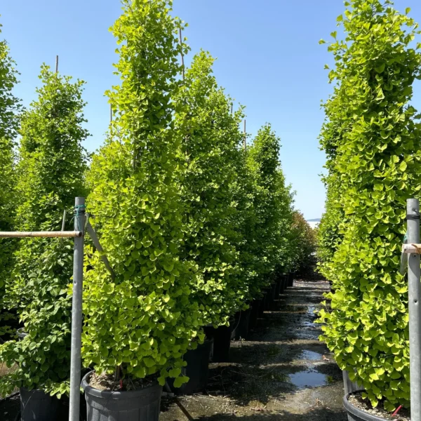 Ginkgo biloba 'Fastigiata Blagon' (Stebrasti ginko)