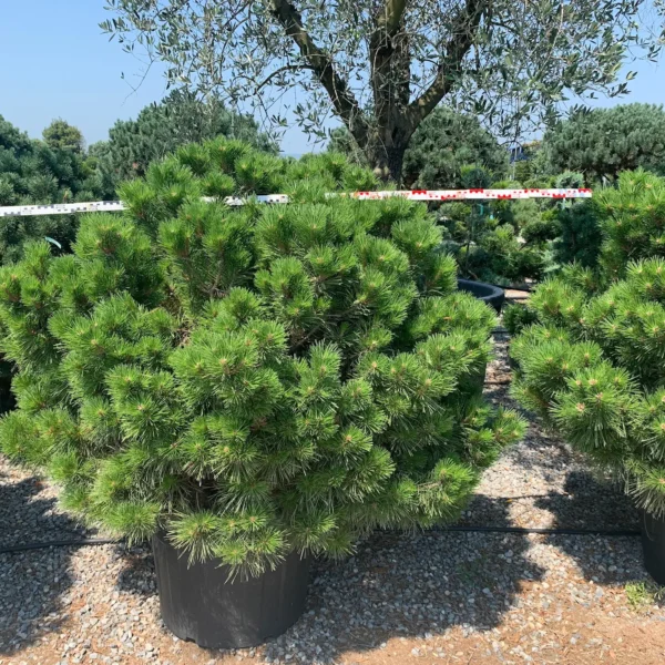 Pinus nigra 'Brepo' (Rušje)