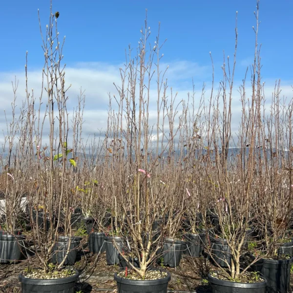 Magnolia x soulangeana (Soulangeeva magnolija)