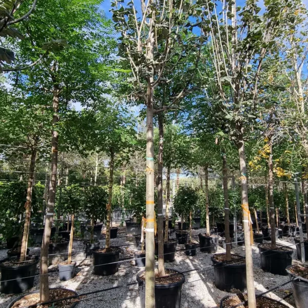 Tilia tomentosa 'Brabant' (Srebrna lipa)