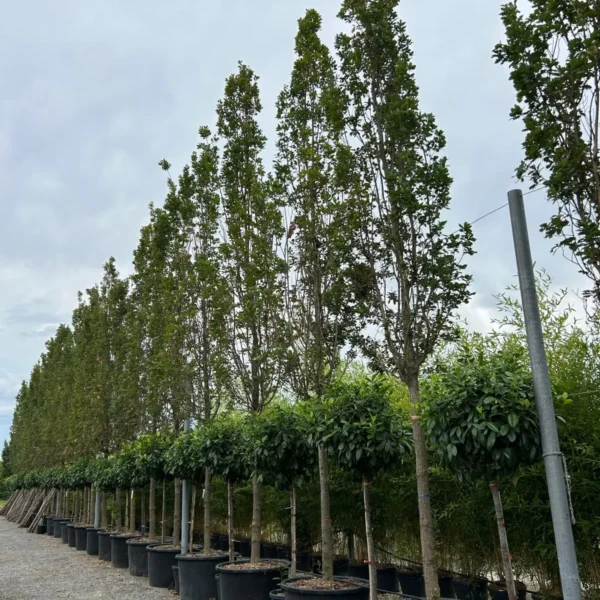 Quercus robur 'Fastigiata Koster' (Stebrasti hrast DOB)