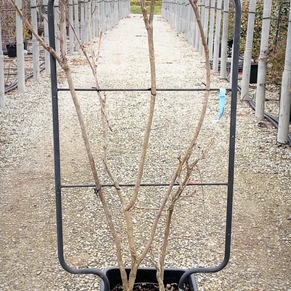 Wisteria sinensis 'Prolific' (Glicinija)