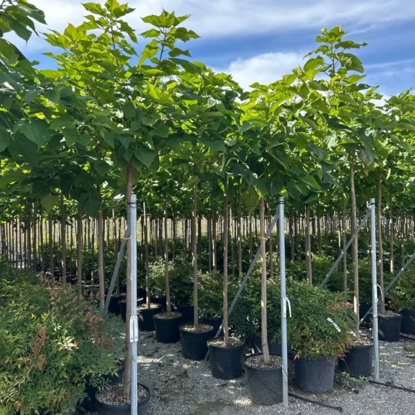 Catalpa bignoides (Navadni Cigarovec)