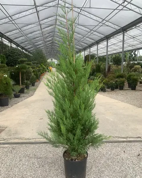 Cupressocyparis leylandii (Lejlandova cipresa)