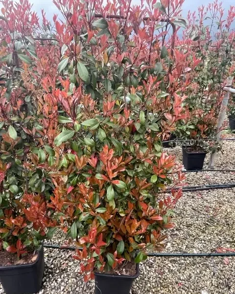 Photinia fr. 'Red Robin' (Fotinija BARIERA)