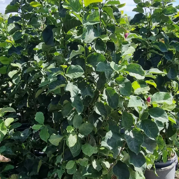 Magnolia 'Genie' (Magnolija)