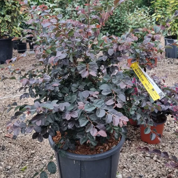 Loropetalum chinense 'Black Pearl' (Loropetalum na steblu)