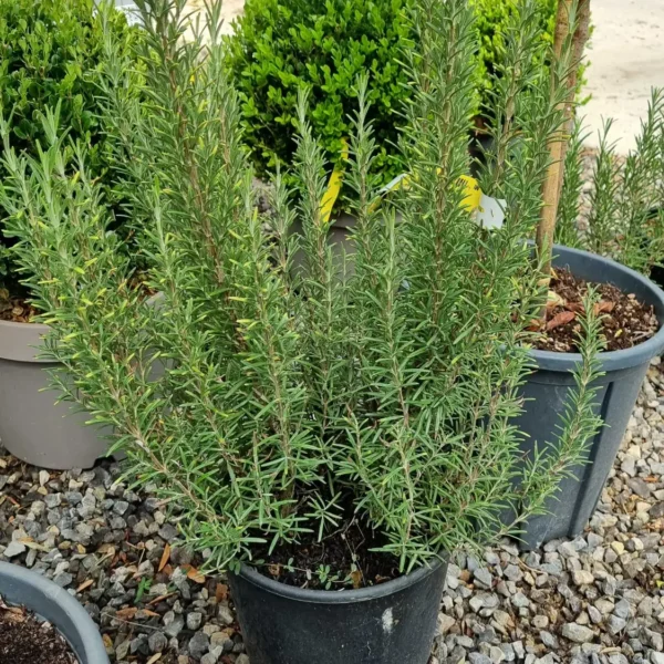 Rosmarinus officinalis (Navadni rožmarin)