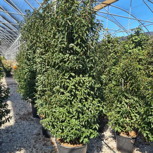 Prunus lusitanica `Angustifolia` (Portugalski lovorikovec)