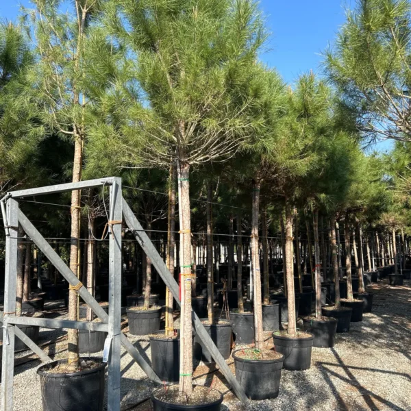 Pinus pinea (Pinija Sredozemski bor)