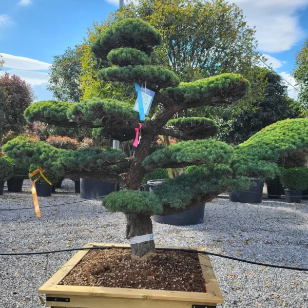 Pinus pentaphylla – (Japonski beli bor ekskluzivni soliter / bonsaj)