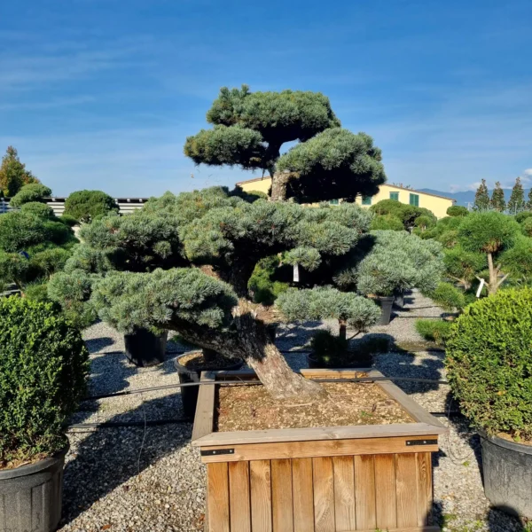 Pinus pentaphylla – (Japonski beli bor ekskluzivni soliter / bonsaj)