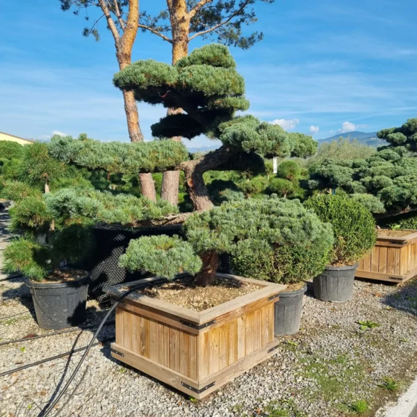 Pinus pentaphylla – (Japonski beli bor ekskluzivni soliter / bonsaj)